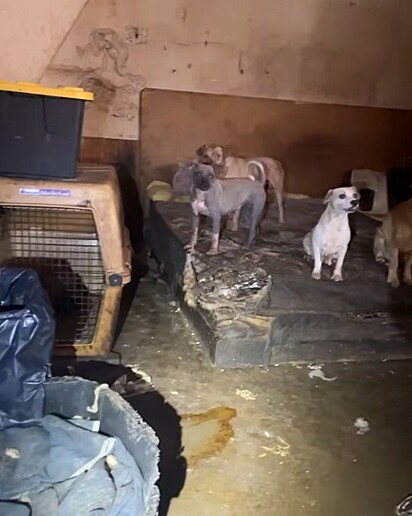 “Era realmente uma casinha de cachorro dos horrores”.