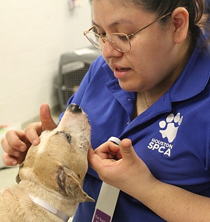 Os cães estão recebendo tratamento médico e cuidados especializados.