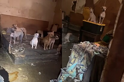 Casa dos horrores: 19 cães são resgatados em situação chocante no Texas e revoltam a internet.