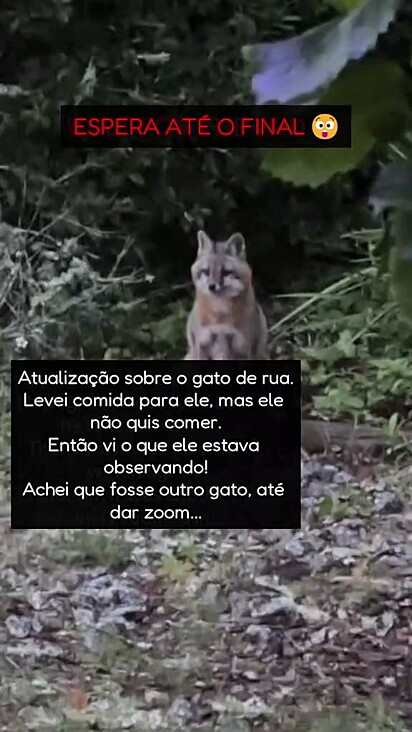 A raposa ficou olhando de longe os gatos.