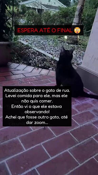 O gato sabia que alguém estava de olho neles.