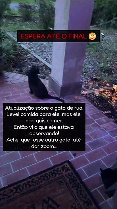 A mulher não estava entendendo o porquê o gato não queria comer. Tinha mais alguém lá.