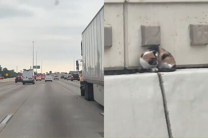 Casal dirigia por via movimentada, avista bolinha de pelos no canteiro central e decide ajudar.