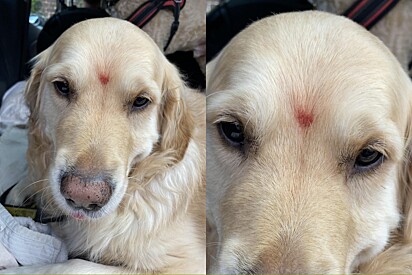 Passeadora vê mancha na testa de cão e descobre doce motivo.