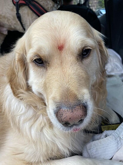 A marquinha que Milo carrega na testa é chamada de bindi — um símbolo tradicional da cultura hindu que representa proteção, sabedoria e conexão espiritual.