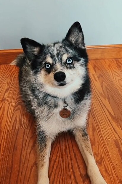 Shenzi era uma cachorrinha carinhosa e muito amada pela família.