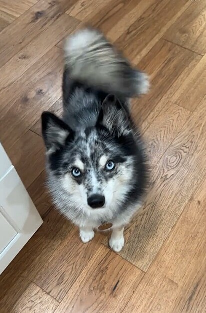 A morte de Shenzi foi sentida por toda a família.