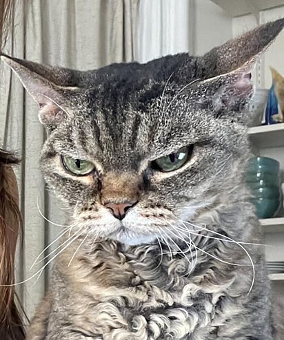 A cara de ranzinza é a marca registrada de Barbara.