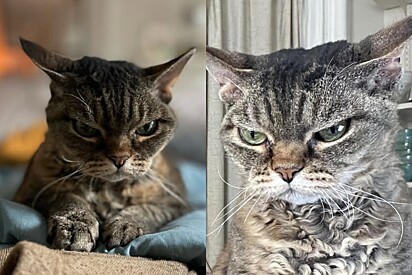 Ninguém queria adotar gata difícil até que moça prova que seu jeito rabugento era só fachada.