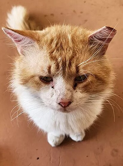 George é um gatinho de rua cuidado pela comunidade.