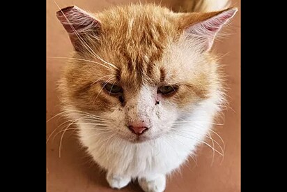 Gato escapa de abrigo após ser castrado e ninguém acredita no que ele fez depois.