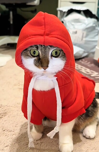Suki, a gata, também tinha seu próprio histórico de ansiedade.