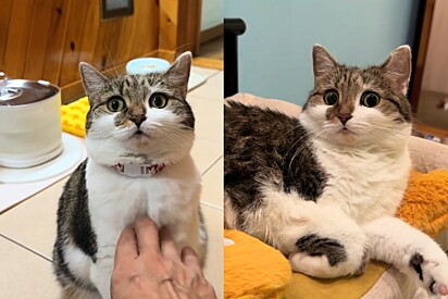 Mulher adota gato para ajudá-la em sua saúde mental - depois ela descobre que pet tem mais ansiedade do que ela