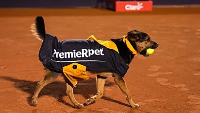 Durante as partidas de tênis, os cães buscavam as bolinhas. 