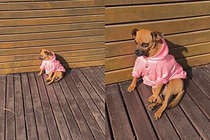 Após amanhecer triste no aniversário de adoção, cachorrinha ganha surpresa emocionante e tudo muda.