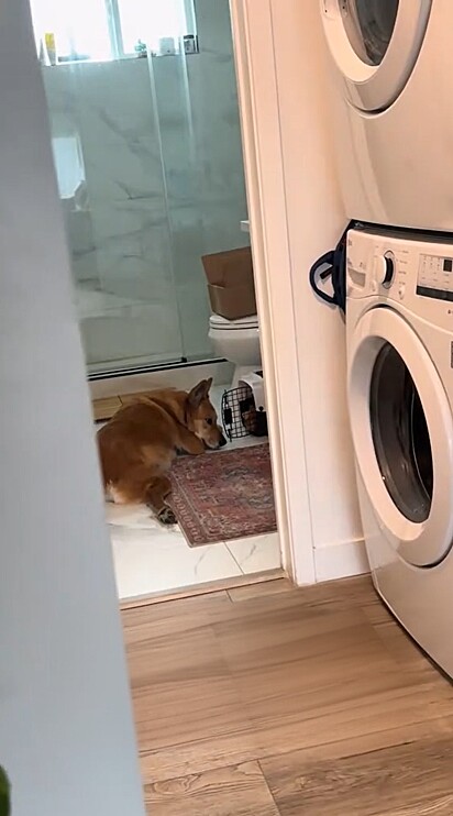 Lindsey Miller, moradora de Los Angeles, decidiu abrir seu lar para um filhote de gato resgatado.