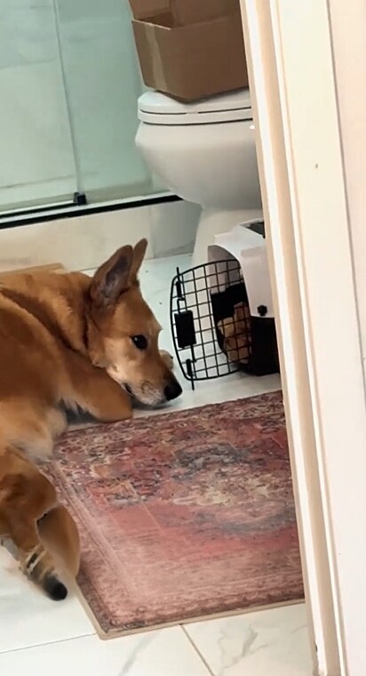 O que ela não imaginou é que sua cadela idosa, Nellie, reagiria como uma verdadeira mãe adotiva.