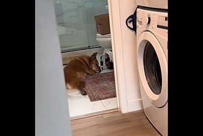 Como uma mãe preocupada, cachorrinha idosa fica ao lado de gato recém-adotado para dar apoio.