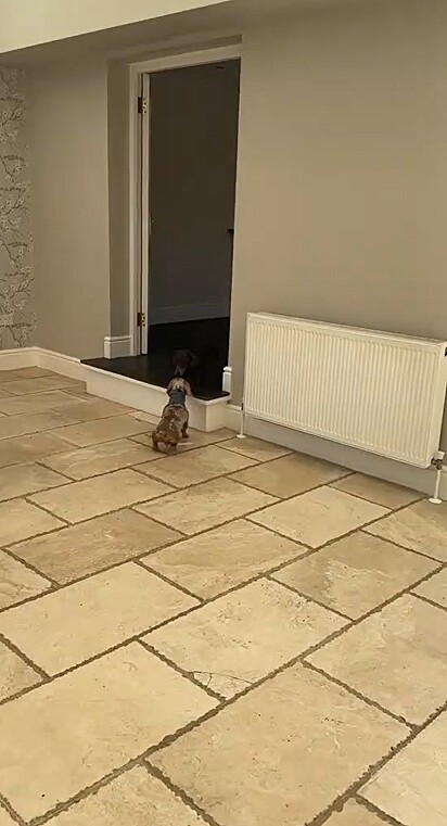 Acostumados em apartamento, os cães conheceram sua nova casa.
