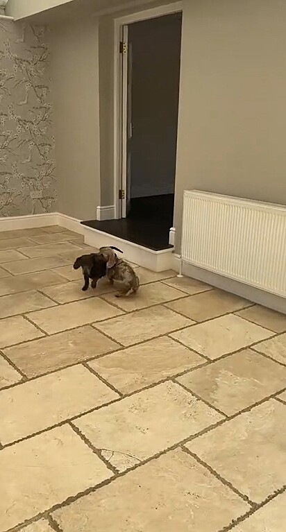 Dois pequenos dachshunds, criados por dois anos em um apartamento, protagonizaram uma das cenas mais comoventes.