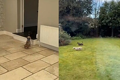 Cachorros dachshunds de apartamento explodem de felicidade ao descobrir que tem quintal em sua casa nova.
