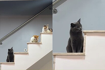 Temerosos, mas curiosos: gatos escolhem local perfeito para observar animal que nunca tinham visto antes.