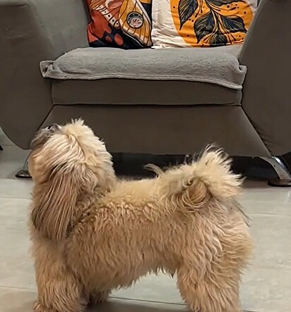 O cachorro alheio aos olhares curiosos que recebia dos gatos.