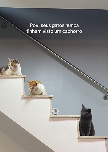 Os gatos observando o cachorro.