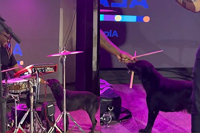 Vira-lata sobe ao palco com um único objetivo: queria tocar batera.