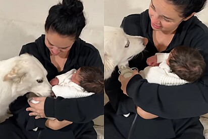Cachorrinha conhece bebê recém-nascido pela primeira vez - mas tinha algo mais importante para ela.