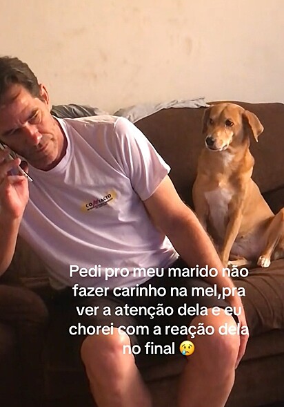 Estudos científicos mostram que os cães são animais sentimentais.