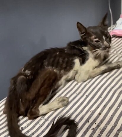 A gatinha estava muito abaixo do peso.