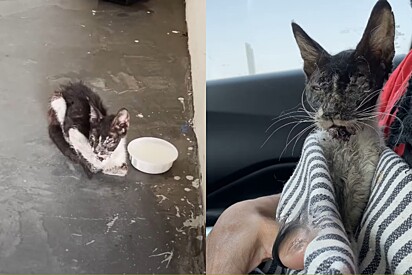 Gata encontrada em estado crítico muda completamente após equipe descobrir o que ela tinha.