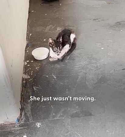 A felina foi encontrada em péssimas condições.