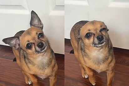 Cachorro chihuahua finge estar doente toda vez que tutora pergunta você está bem? e vídeo ganha milhões.