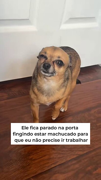 A encenação já está decorada pelo pet.