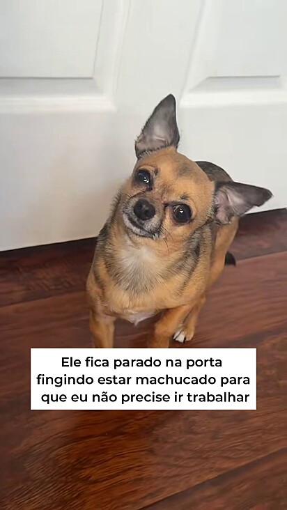 O chihuahua pensa que pode convencer a tutora.