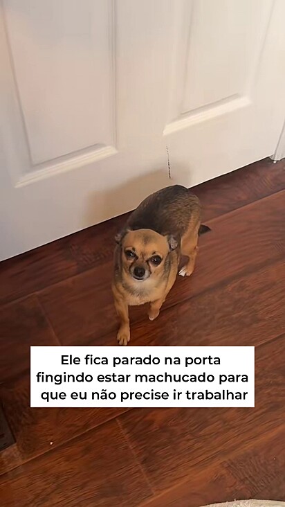 A mulher já conhece o drama do cão e ainda assim se diverte.
