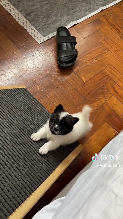 A cachorrinha vai visitar o pai.