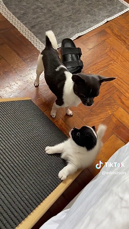 Pipa está seguidamente na casa de Nico.