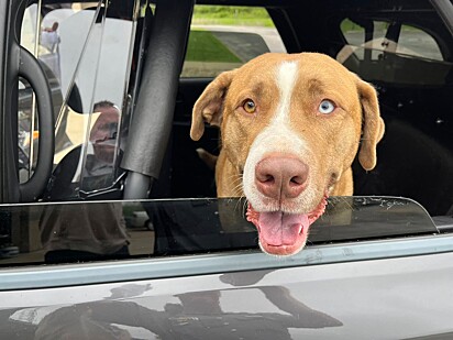 O cão foi devolvido em segurança.