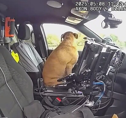 Para os cães, andar de carro é como ir a um parque de diversões canino.