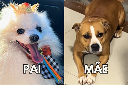 Lulu da Pomerânia cruza com cachorrinha pitbull e assim ficaram os filhotes.