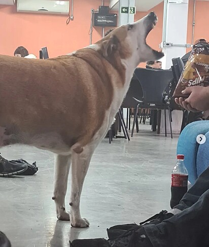 Silveira pode estar acima do peso, mas ele é lindo.