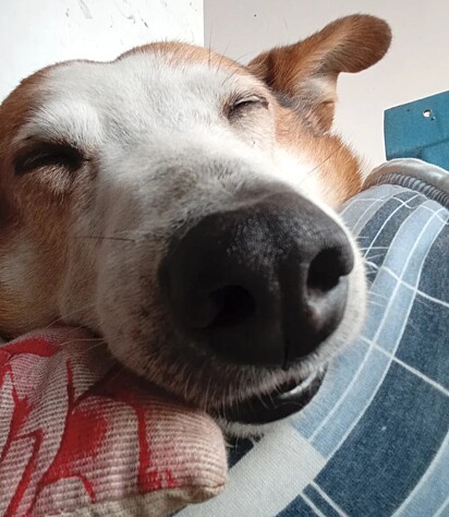 Quem será que vai adotar o cachorro mais popular do Brasil? 