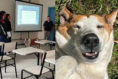 Só se fala do cachorro Silveira: Cachorro que trabalha em universidade fica famoso em todo o Brasil.