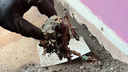 O casal encontrou ossos de animais envoltos em musselina.