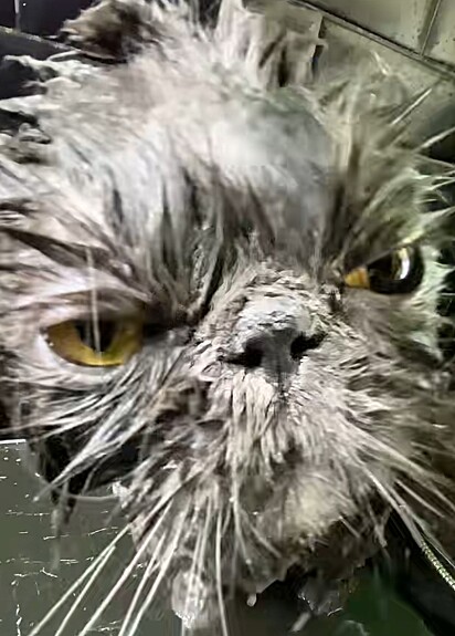 O gato não estava nada contente.