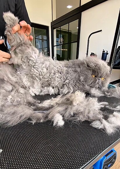 “Tosar cão já é difícil. Agora imagina tosar um gato?”