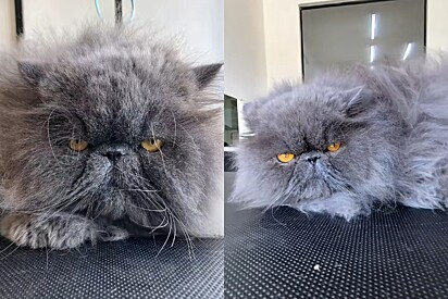 Gato persa e peludo chega para ser tosado com groomer famoso - e volta irreconhecível para casa.